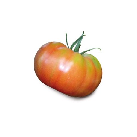 Pomodoro di Campo ISILI 1 kg